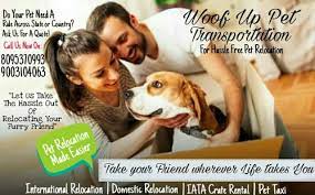 Cerdihealth has registered thousands of hospitals, clinics, laboratories, and health specialists, where an individual. Pet Transportation Chennai In Chennai Tambaram East By Woof Up Pet Shop Id 20925286655