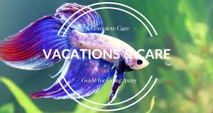 How long can fish actually be left out before it goes bad? Betta Fish Care While On Vacation Bettafish Org