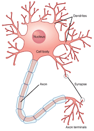 Check spelling or type a new query. How Does The Shape Of A Nerve Cell Help Its Function