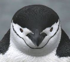 Chinstrap penguins have a black band that runs across their chins. 33 Penguin Ideas Penguins Penguin Love Penguin Pictures