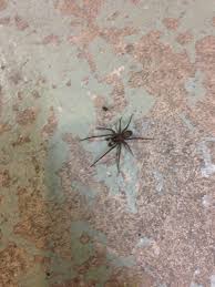 3# oznaczyć w komentarzu pod postem konkursowym 3 osoby. Found This Spider In My Basement Anybody Know 178136 Ask Extension