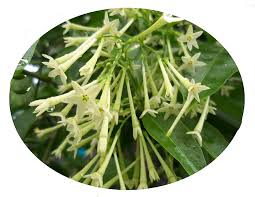 Image result for Cestrum nocturnum