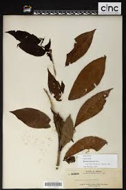 Image result for Rinorea