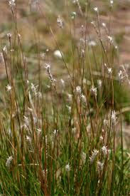 Image result for Elionurus