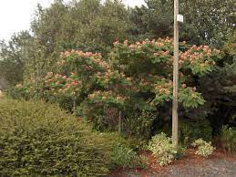 Maybe you would like to learn more about one of these? Albizia Julibrissin Summer Chocolate Arbre De Soie Arbre