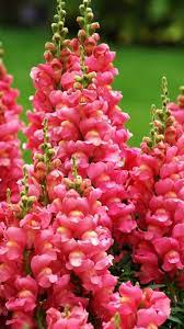 Download Wallpaper 1080x1920 Snapdragon Flowers Flowing Green Sony Xperia Z1 Zl Z Samsung Galaxy S4 Snapdragon Flowers Flowers Perennials Flower Garden