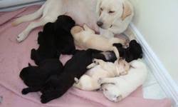 Check spelling or type a new query. Puredred Labrador Retriever Puppies For Sale In Elmvale Ontario Nice Pets In Canada
