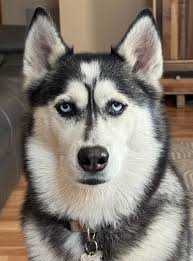 Husky staring behavior explained