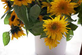 Maybe you would like to learn more about one of these? Wholesale Alissa S Flower Farm