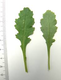 Image result for Senecio cryphiactis