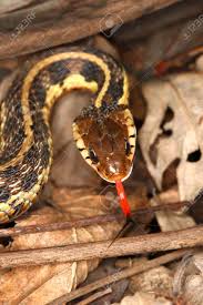 We did not find results for: Garter Snake Thamnophis Sirtalis With Extended Tongue In Northern Illinois Stock Photo Picture And Royalty Free Image Image 9616882