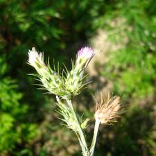 Image result for Carduus leptacanthus