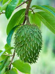 It grows in the caribbean and very recently began growing in miami. Soursop Custard Apple Tree Annona Muricata Urban Tropicals