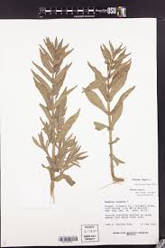 Image result for Limosella capensis