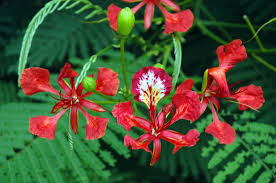 Find the perfect flamboyant flower stock illustrations from getty images. Plantart Delonix Regia Flamboyant Flower