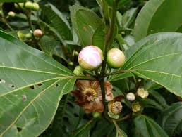 Image result for Clusiaceae