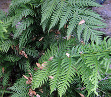 Did you scroll all this way to get facts about oregon native plant? List Of Native Oregon Plants Wikipedia
