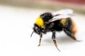 Résultats de recherche d'images pour « photo bourdon »