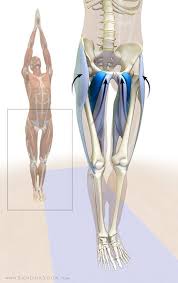 Pin On Anatomia