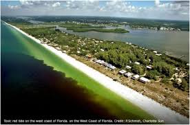 We did not find results for: Red Tide What Is Red Tide Red Tide Causes Start