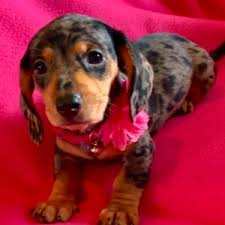 Find the perfect miniature dachshund puppy for sale in north carolina, nc at puppyfind.com. Chloe Dachshund Puppy 600056 Puppyspot