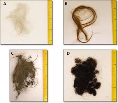 View all quantico barber shops near you and get your hair taken care of today. Preservation Of Hair Stable Isotope Signatures During Freezing And Law Enforcement Evidence Packaging Sciencedirect