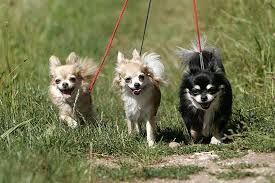 The teacup chihuahua (a.k.a micro chihuahua, mini chihuahua, and miniature chihuahua) is when getting a miniature chihuahua, make sure you're not encouraging these practices as they are. Mini Chihuahua Vorsicht Beim Kauf Die Tierexperten