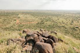 Image result for Geigeria burkei