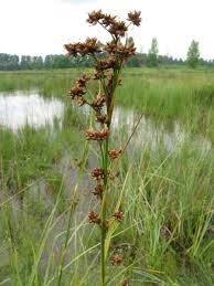 Image result for Cladium mariscus