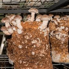 Image result for Lentinus edodes