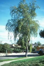 Image result for Quillaja saponaria