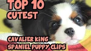 Maybe you would like to learn more about one of these? Top 10 Cutest Cavalier King Charles Puppy Videos Youtube