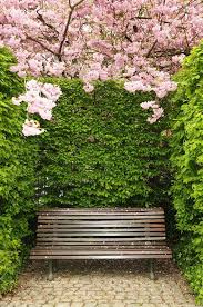 Garden Design Timeline Photos Garden Design Pink Trees Garden Seating