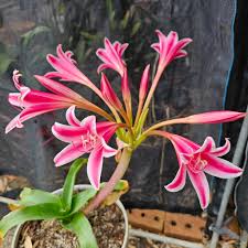 Image result for Crinum stuhlmannii