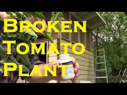 How to fix a broken tomato plant. How To Save A Broken Tomato Plant Gardening Youtube