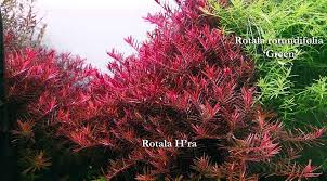 Image result for Rotala submersa