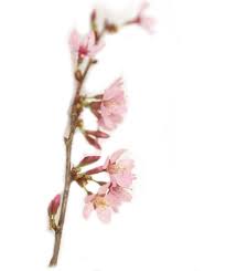 Shiny reddish brown bark is also very. Okame Flowering Cherry Bower Branch