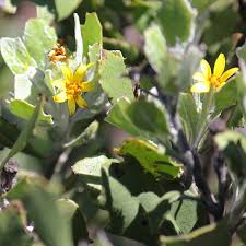 Image result for Chrysanthemoides monilifera