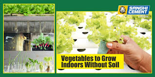 How can we grow vegetables at home without soil? Vegetables To Grow Indoors Without Soil Shruti Doshi S Blog