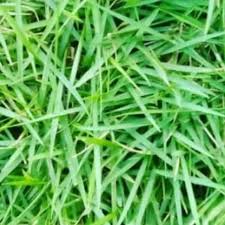 Sayangnya, rumput ini hanya bagus untuk dilihat, tidak nyaman jika diduduki karena. Jual Rumput Jepang Rumput Tanaman Terbaru Juli 2021 Blibli