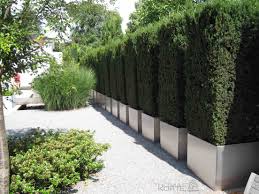 Garten Eibe Taxus Baccata Edelstahl Kubel Pflanzkasten Kiesflache Koiteich Garten Landschaftsbau Landschaftsbau Pflanzen