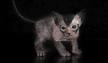 Lykoi Cat - Price, Personality, Lifespan