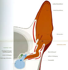 Eine geschwollene uvula, die auch als uvulitis bezeichnet wird, kann eine irritierende erkrankung sein, da sie ihre schluckfähigkeit direkt beeinflusst. Entzundung Der Ohren Bei Hund Und Katze Tierarztpraxis Dr Rogalla Dr Rummel