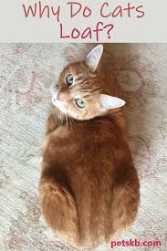 Have you ever heard anyone ask, why do cats loaf? let's look at what this is all about. Why Do Cats Loaf The Pets Kb Cats Cat Pose Cats And Cucumbers