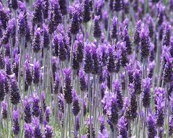 Image result for Lavandula dentata