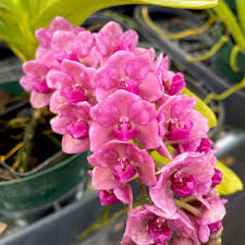 Image result for Rhynchosia hirta