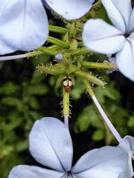 Image result for Eulophia seleensis