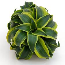 We did not find results for: Dracaena Fragrans Tornado So Peyzaj Proje Ve Danismanlik