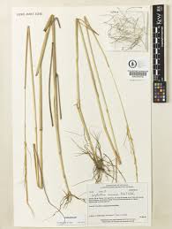 Image result for Sorghastrum stipoides