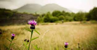 Flower of scotland is one of the songs used as a scottish national anthem, with another notable one being scotland the brave. O Flower Of Scotland Historic Uk
